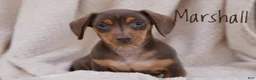 Miniature Dachshund dogs for sale: Miniature Dachshund Puppy 1 - Ad 3
