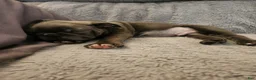 Frenchton dogs for sale: Pugsley  - Ad 12