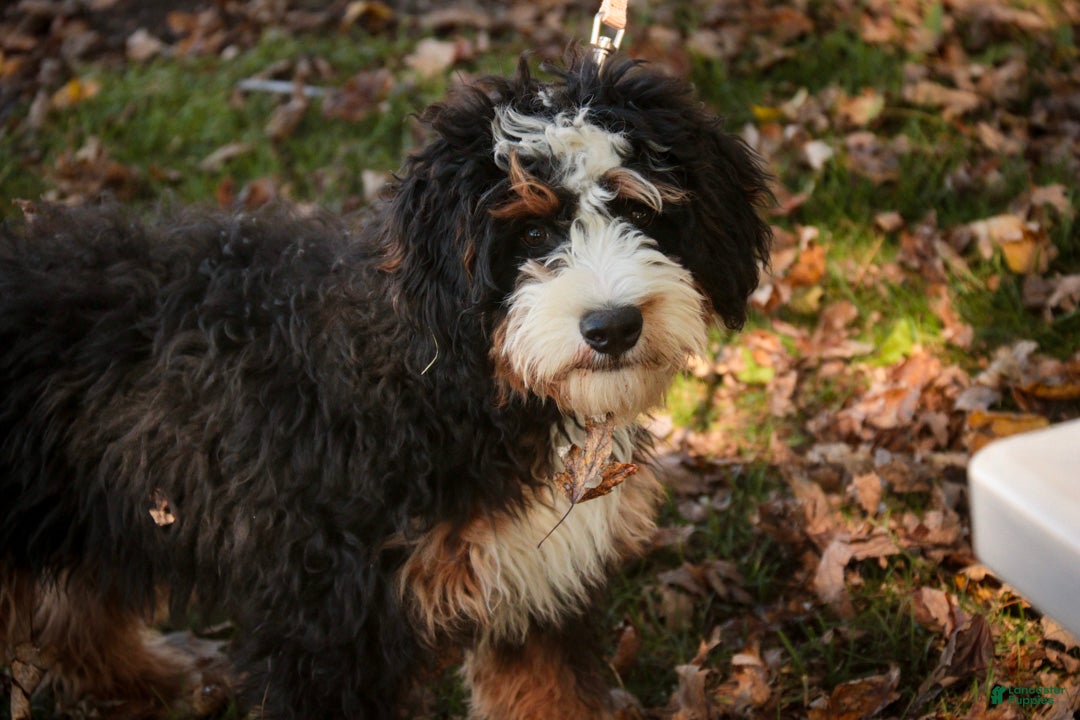 Mini Bernedoodle dogs for sale: Mooney Mini Bernedoodle  - Ad 1