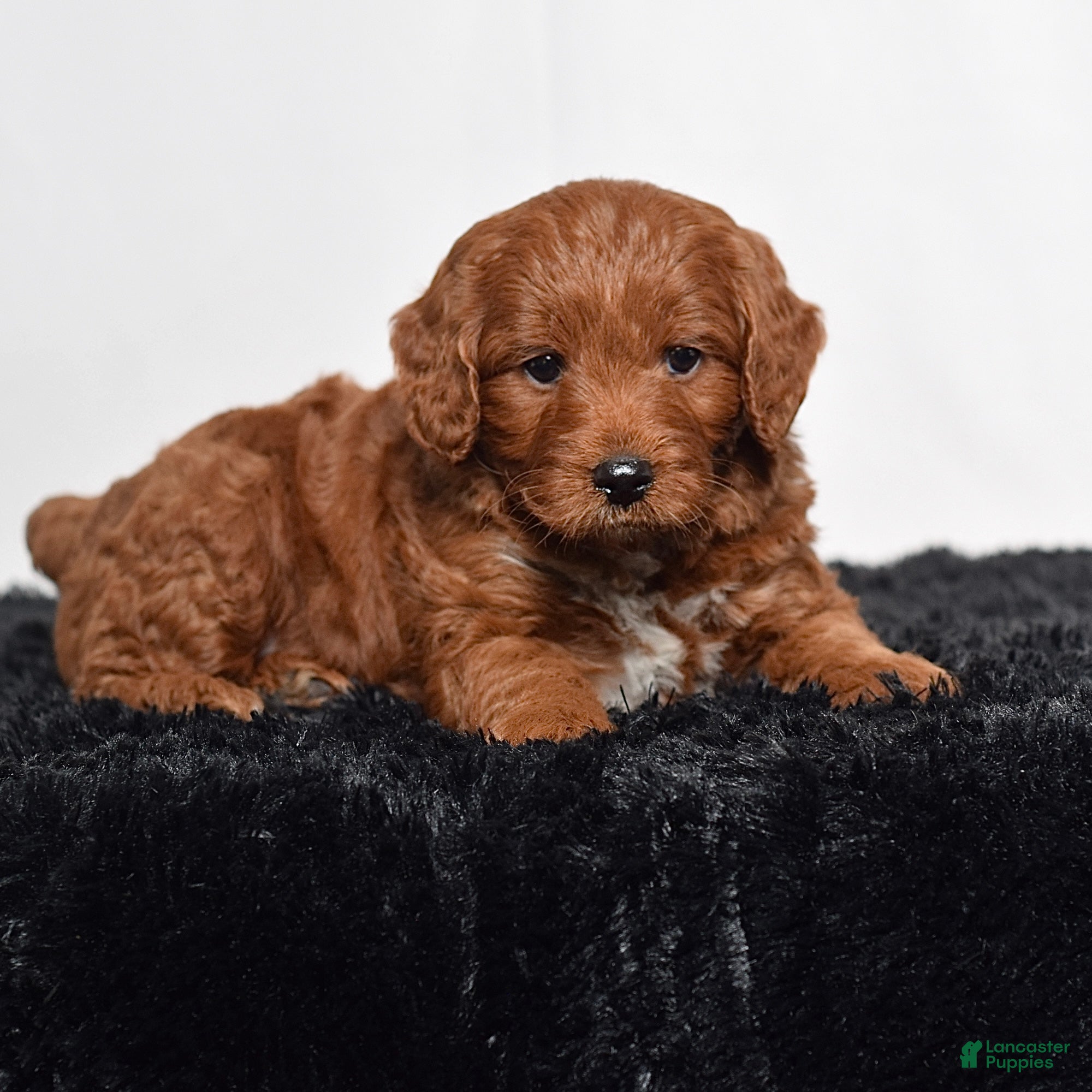 Mini Goldendoodle dogs for sale:  Memphis  - Ad 3