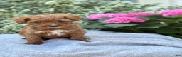 Toy Poodle dogs for sale: Parker - Ad 8