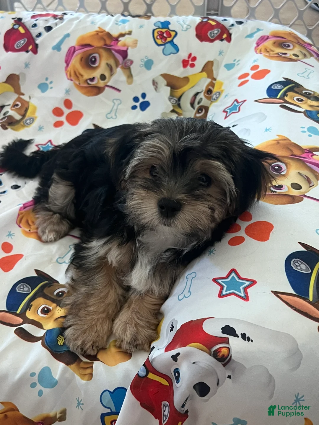 Morkie dogs for sale: Boba [Boy] - Ad 1