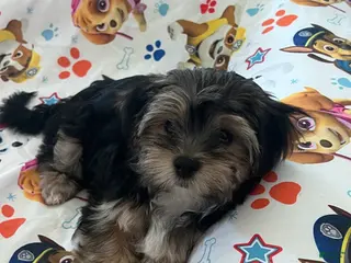 Morkie dogs Boba - Ad 22