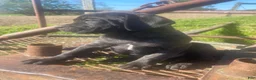 Cane Corso dogs for sale: Jenson - Ad 8