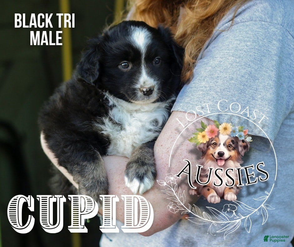 Miniature Australian Shepherd dogs Cupid - Ad 10