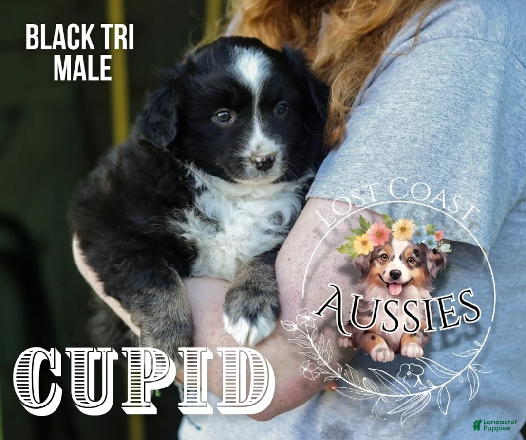 Miniature Australian Shepherd dogs for sale: Cupid - Ad 1