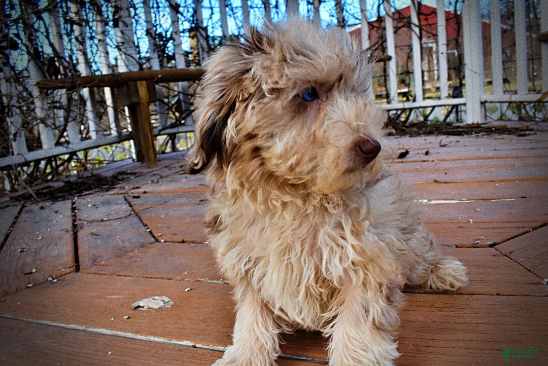 Havapoo dogs for sale: Webster - Ad 32