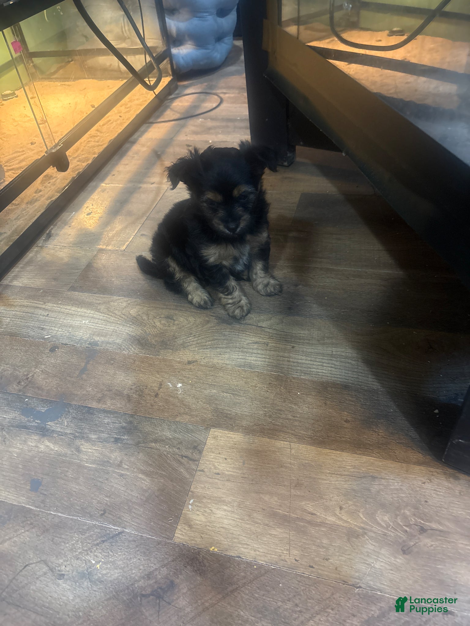 Chorkie dogs Chorkie Puppy 2 - Ad 2
