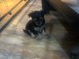 Chorkie dogs Chorkie Puppy 2 - Ad 4