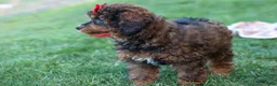 Miniature Poodle dogs for sale: MARSHALL - Ad 5