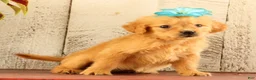 Golden Retriever dogs for sale: Nina - Ad 3