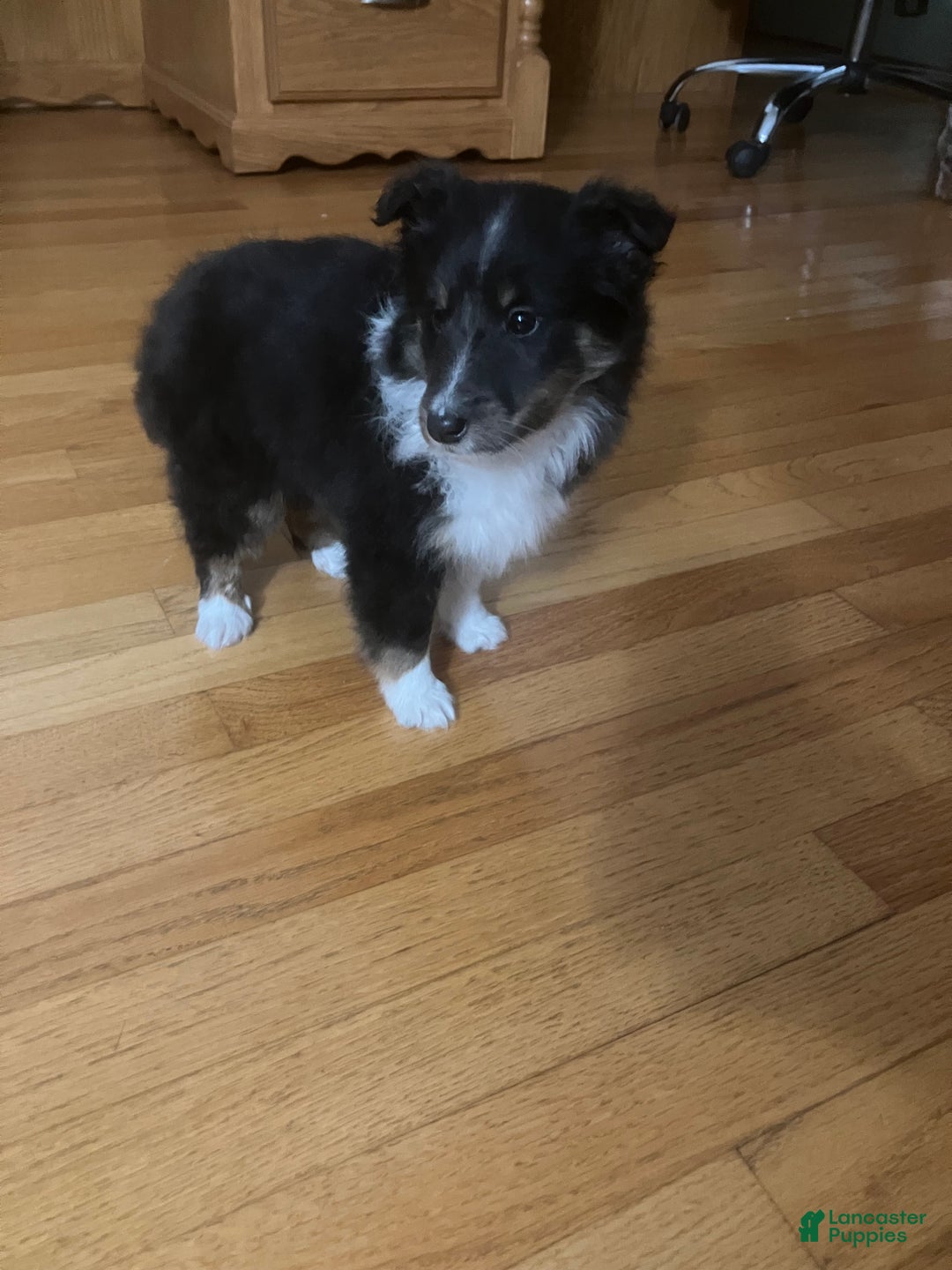 Shetland Sheepdog dogs for sale: Delila - Ad 2