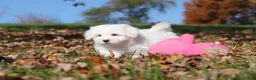 Maltese dogs for sale: Colby - Ad 11
