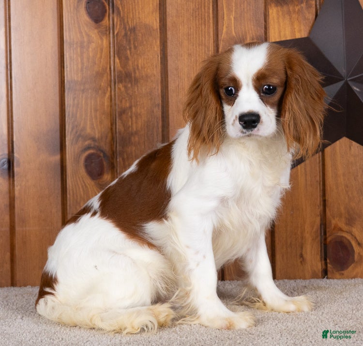 Cavalier King Charles Spaniel dogs Drew - Ad 2