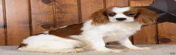 Cavalier King Charles Spaniel dogs for sale: Drew - Ad 2