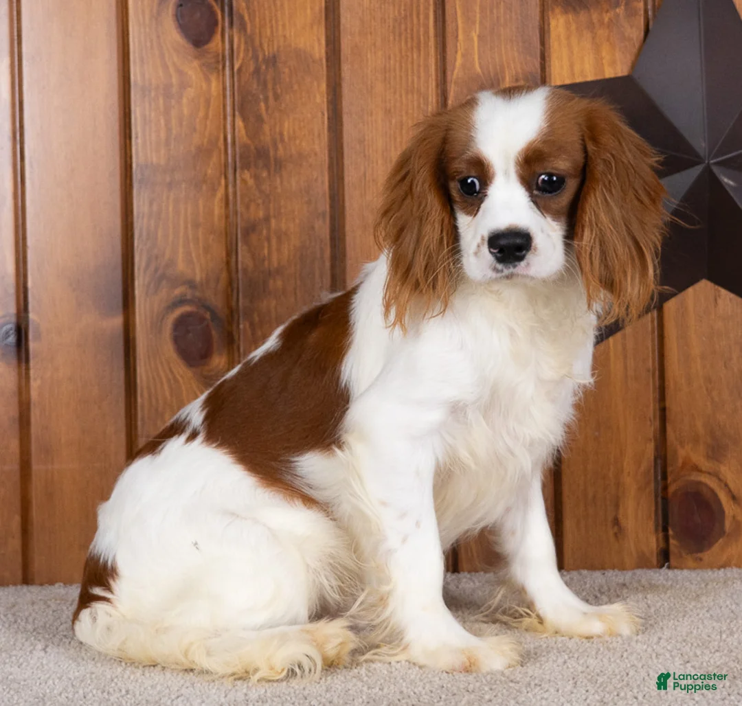 Cavalier King Charles Spaniel dogs for sale: Drew - Ad 2