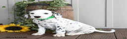 Dalmatian dogs for sale: Lad  - Ad 2