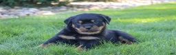 Rottweiler dogs for sale: Ryder - Ad 3