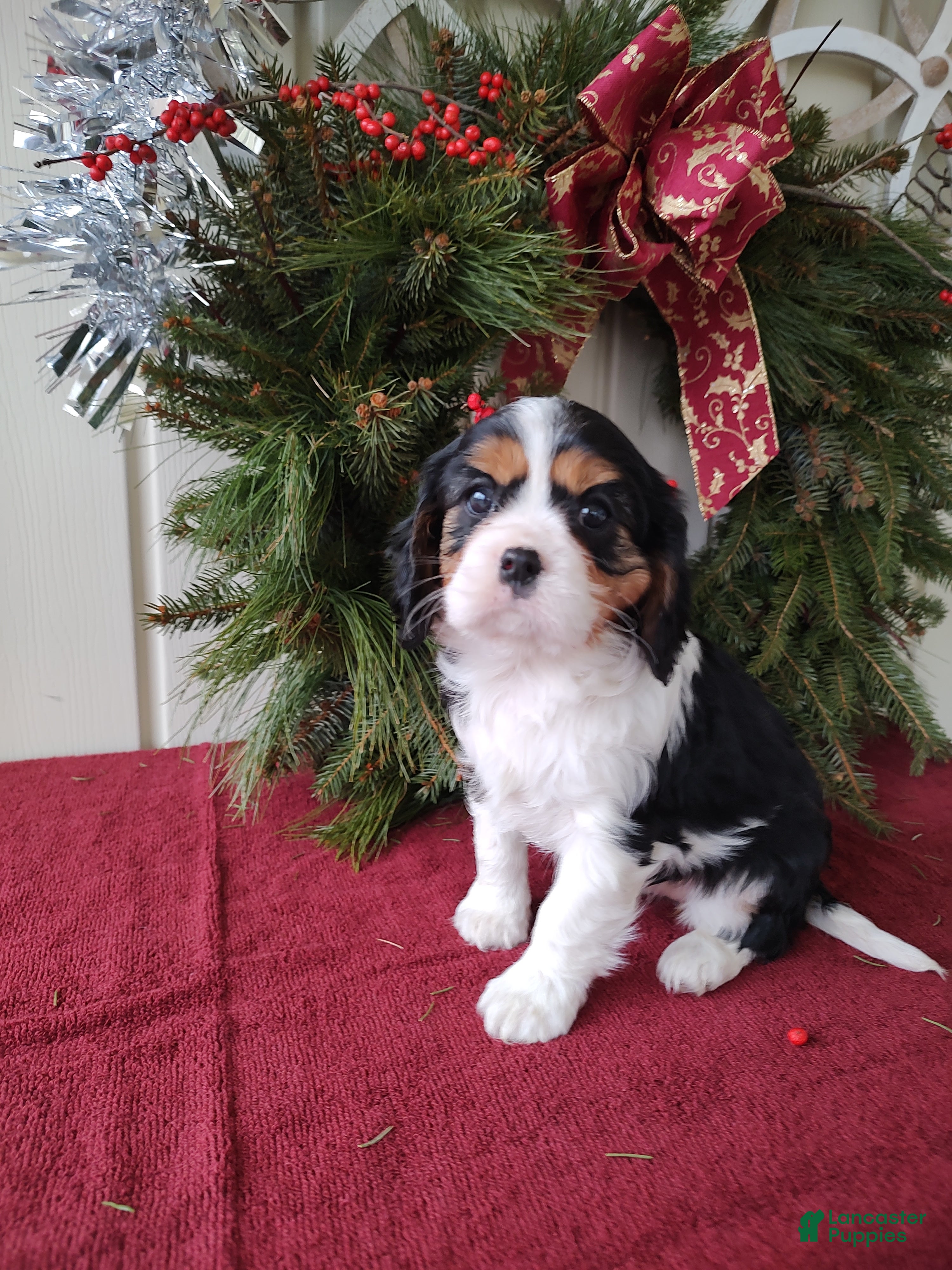 Cavalier King Charles Spaniel dogs for sale: Zoey - Ad 3