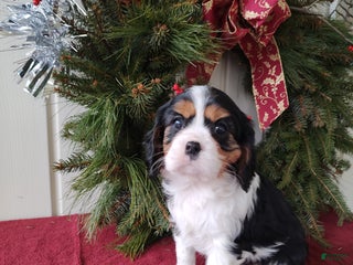 Cavalier King Charles Spaniel dogs for sale: Zoey - Ad 3