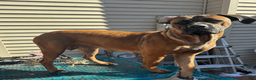 Cane Corso dogs for sale: Clapper- blue boy - Ad 5