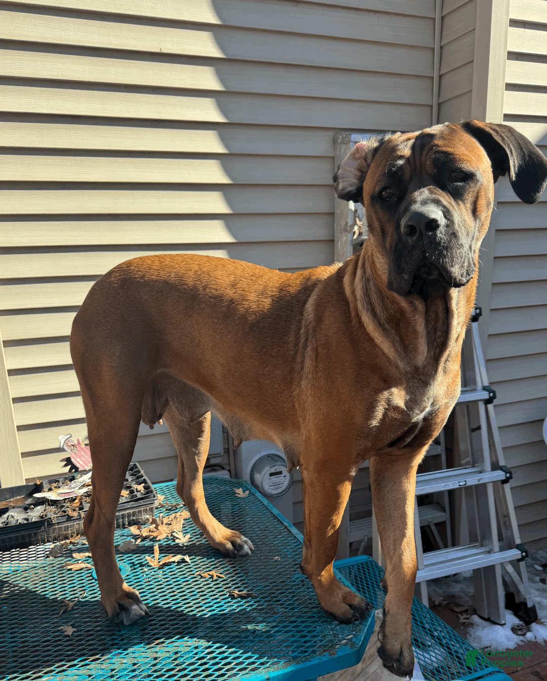 Cane Corso dogs for sale: Clapper- blue boy - Ad 5