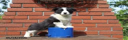 Mixed Breed dogs for sale: Cody - Ad 2