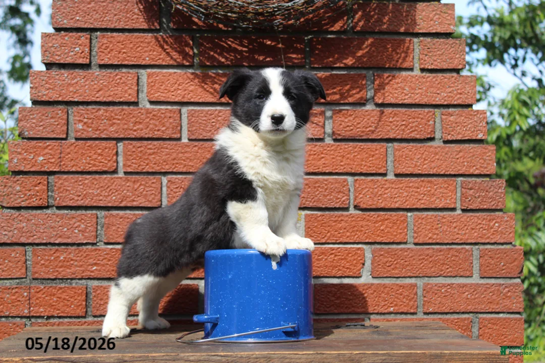 Mixed Breed dogs for sale: Cody - Ad 2