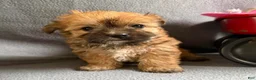 Morkie dogs for sale: Wonder - Ad 5