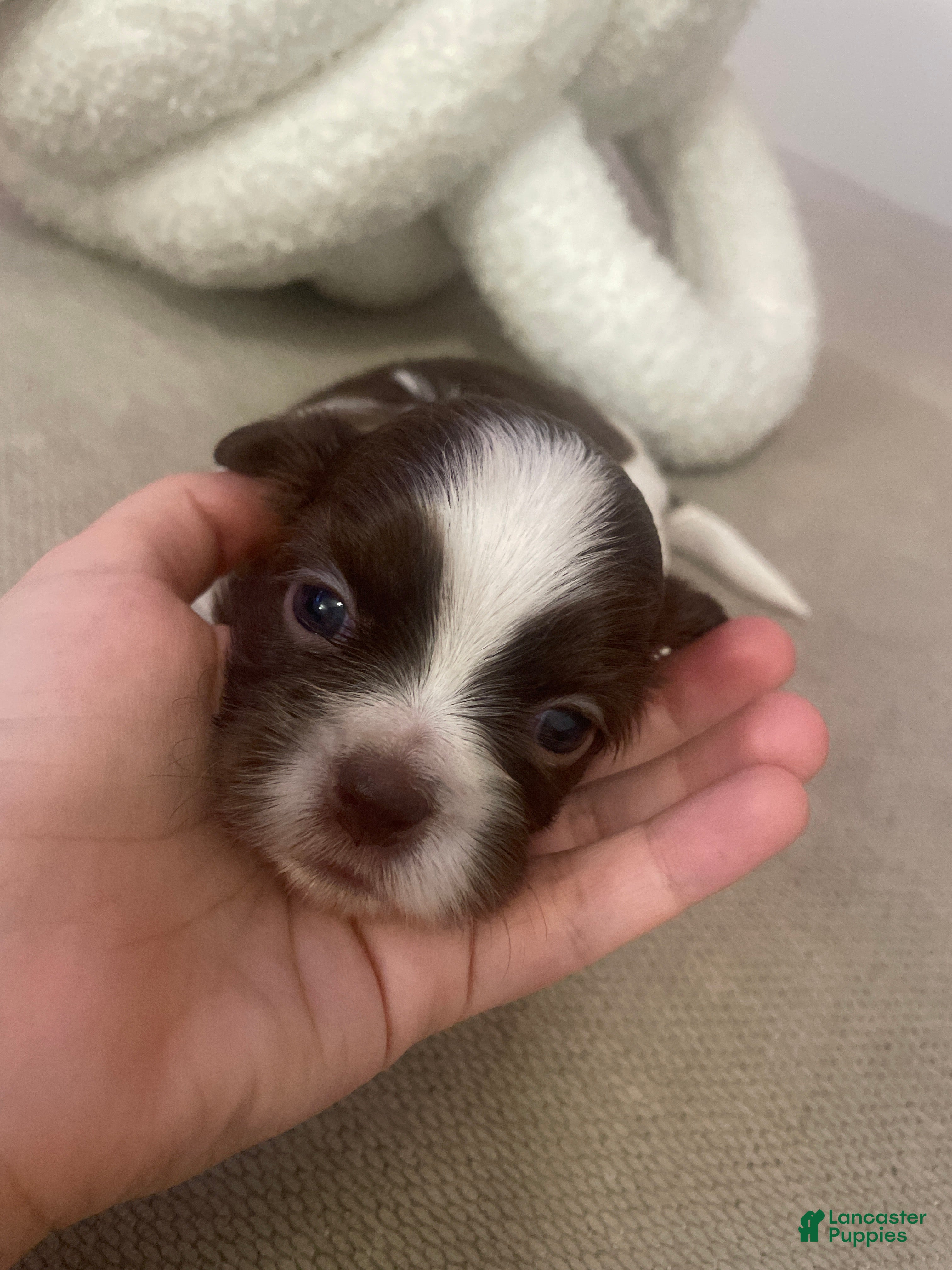 Shih Tzu dogs Shih Tzu 2 - Ad 42