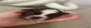 Shih Tzu 2
