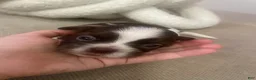 Shih Tzu dogs for sale: Shih Tzu 2 - Ad 1