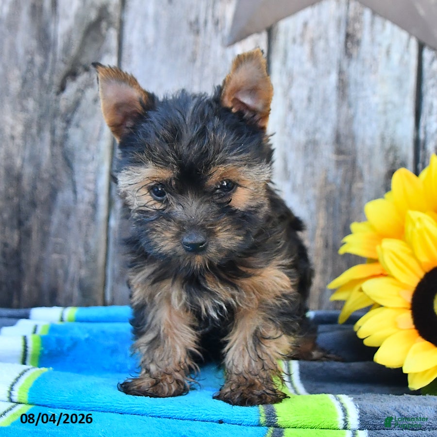 Yorkshire Terrier dogs Jace - Ad 1