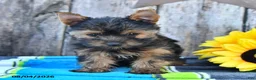 Yorkshire Terrier dogs for sale: Jace - Ad 1