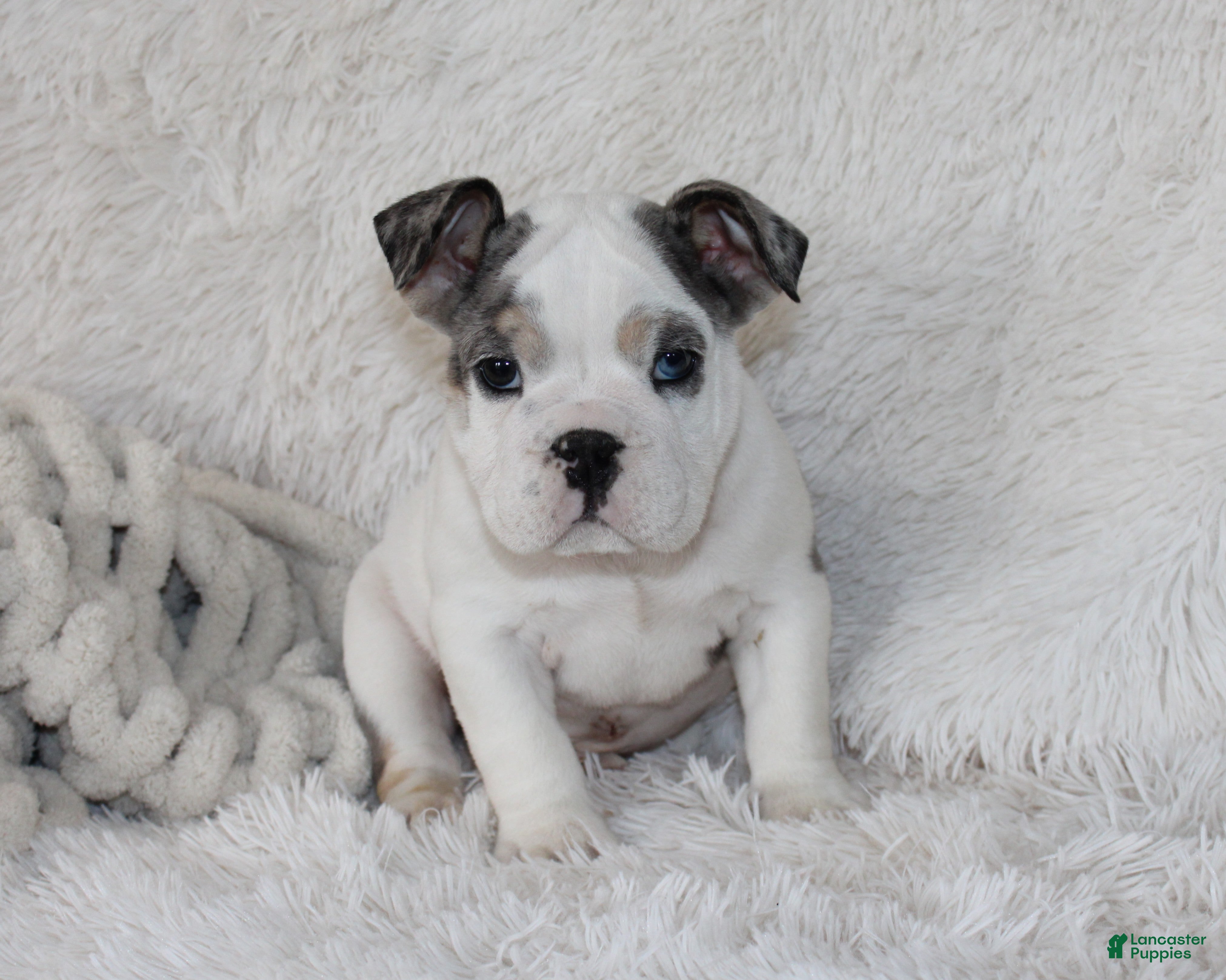 English Bulldog dogs AKC Olaf - Ad 2