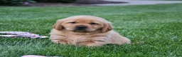 Golden Retriever dogs for sale: Andi - Ad 3