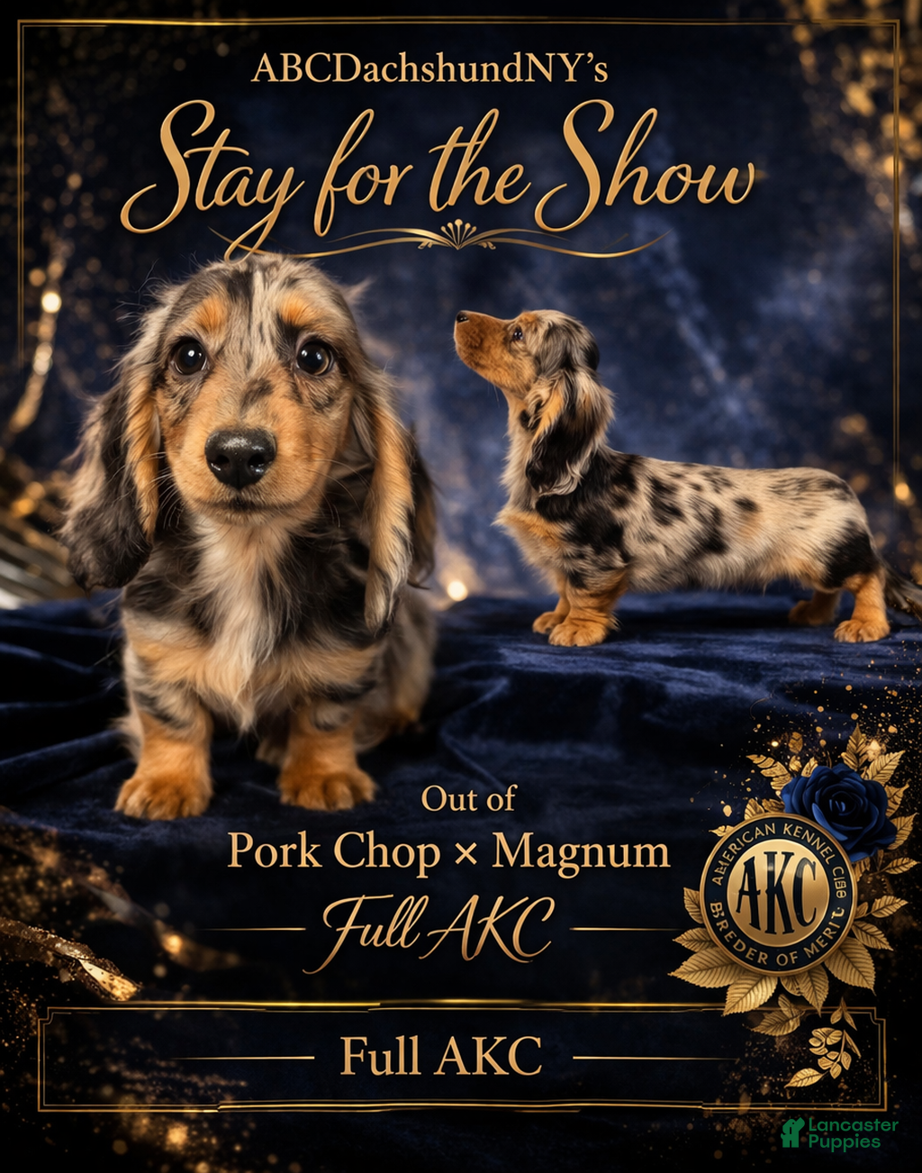 Miniature Dachshund dogs AKC Show Dapple- Russian - Ad 8