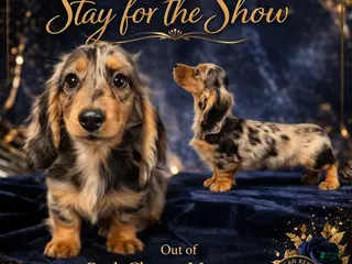 Miniature Dachshund dogs AKC Show Dapple- Russian - Ad 8