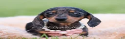 Miniature Dachshund dogs for sale: Sadie AKC - Ad 3
