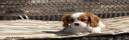 Cavalier King Charles Spaniel dogs for sale: Leo - Ad 9