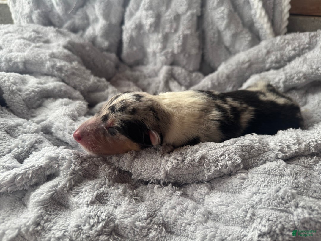 Collie dogs for sale: Louie - Ad 3