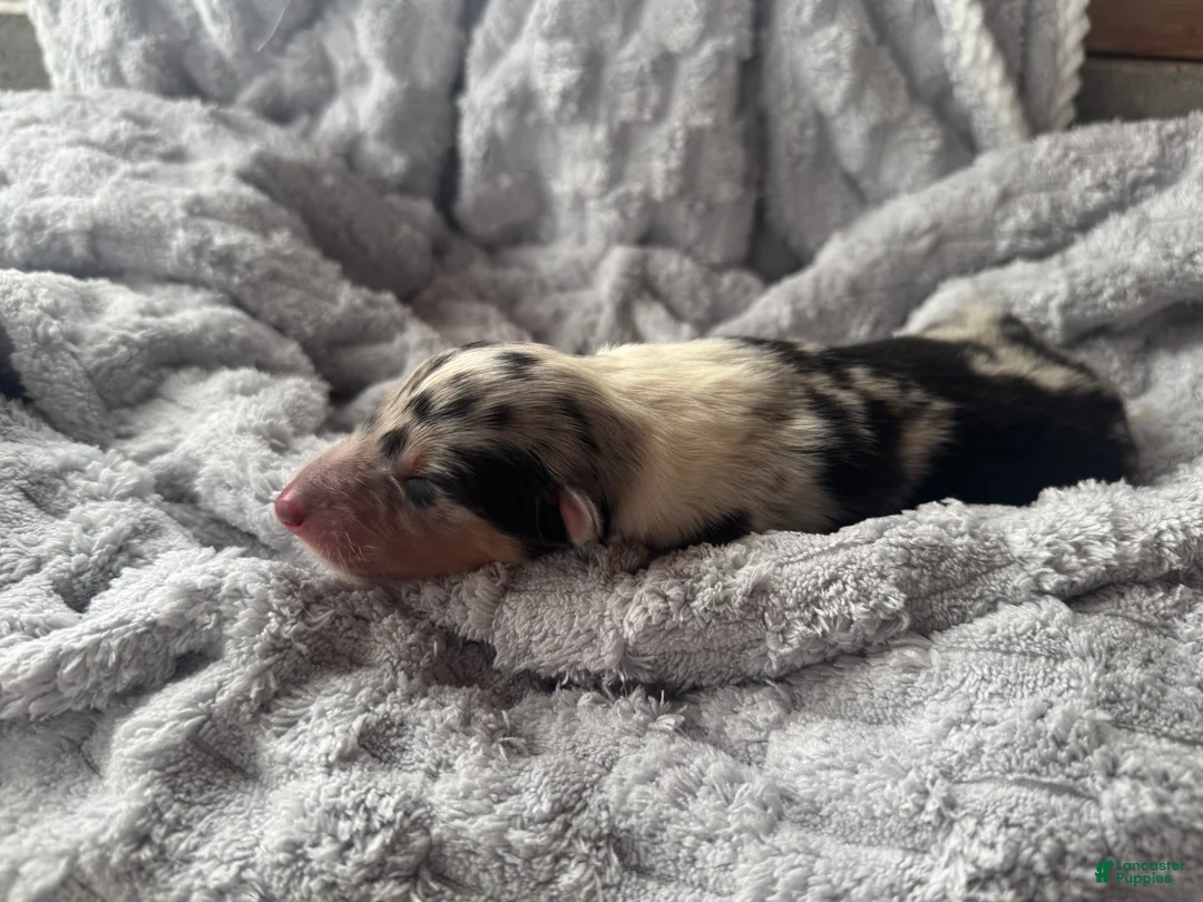 Collie dogs for sale: Louie - Ad 3