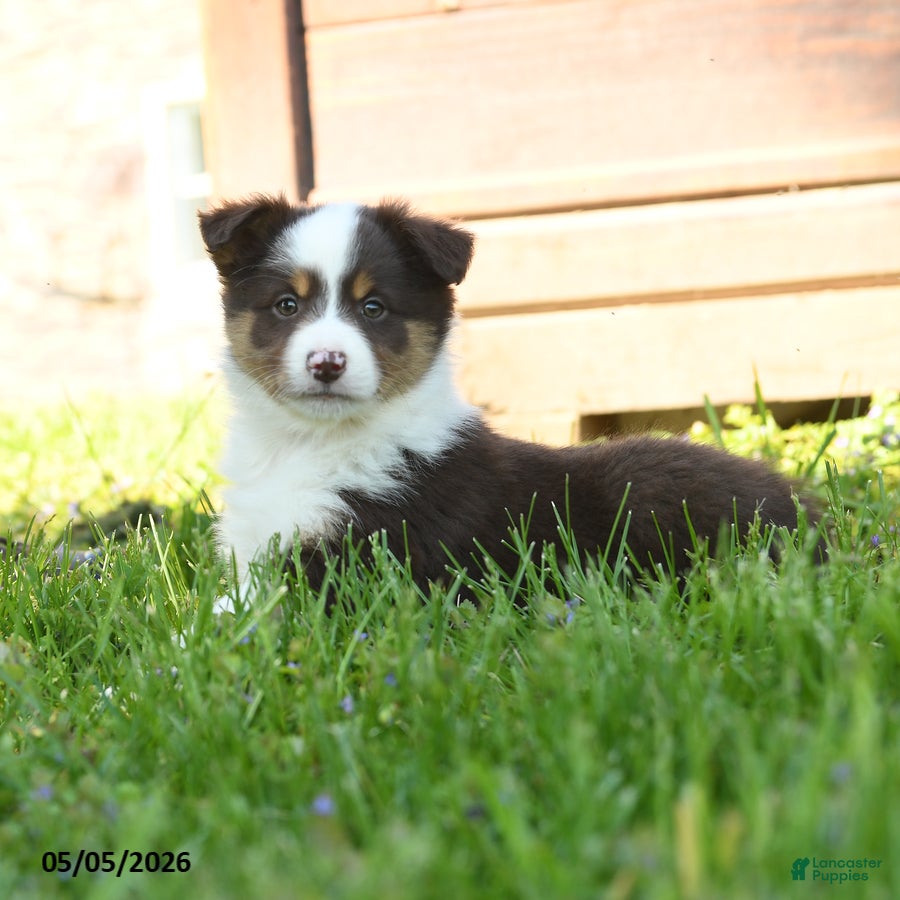 Miniature Australian Shepherd dogs Gemini - Ad 2