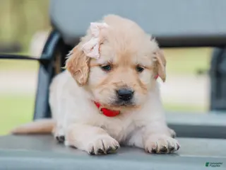 Golden Retriever dogs for sale: Arabelle ACA Golden Retriever Pup - Ad 4