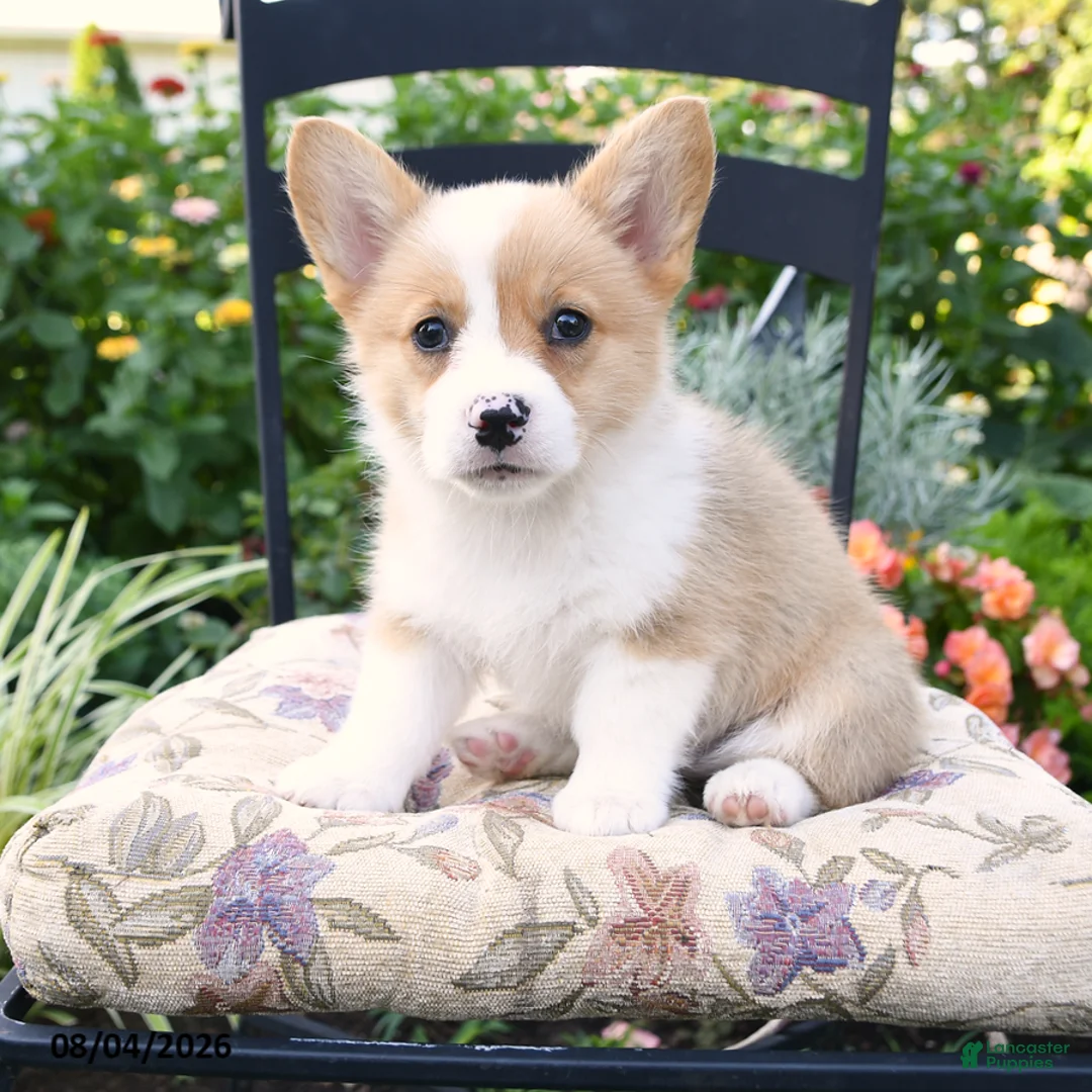 Welsh Corgi Pembroke dogs for sale: Kali - Ad 2