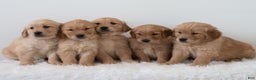 Golden Retriever dogs for sale: Shante  - Ad 7