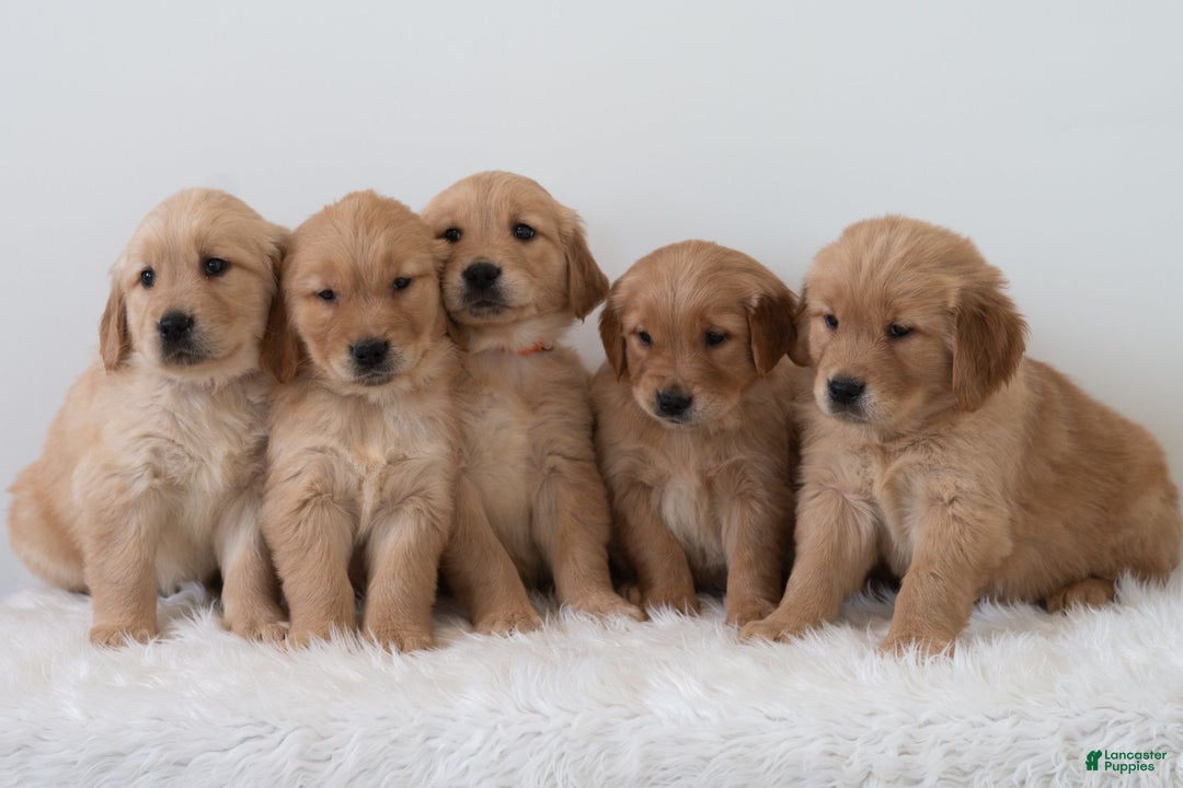 Golden Retriever dogs for sale: Shante  - Ad 7