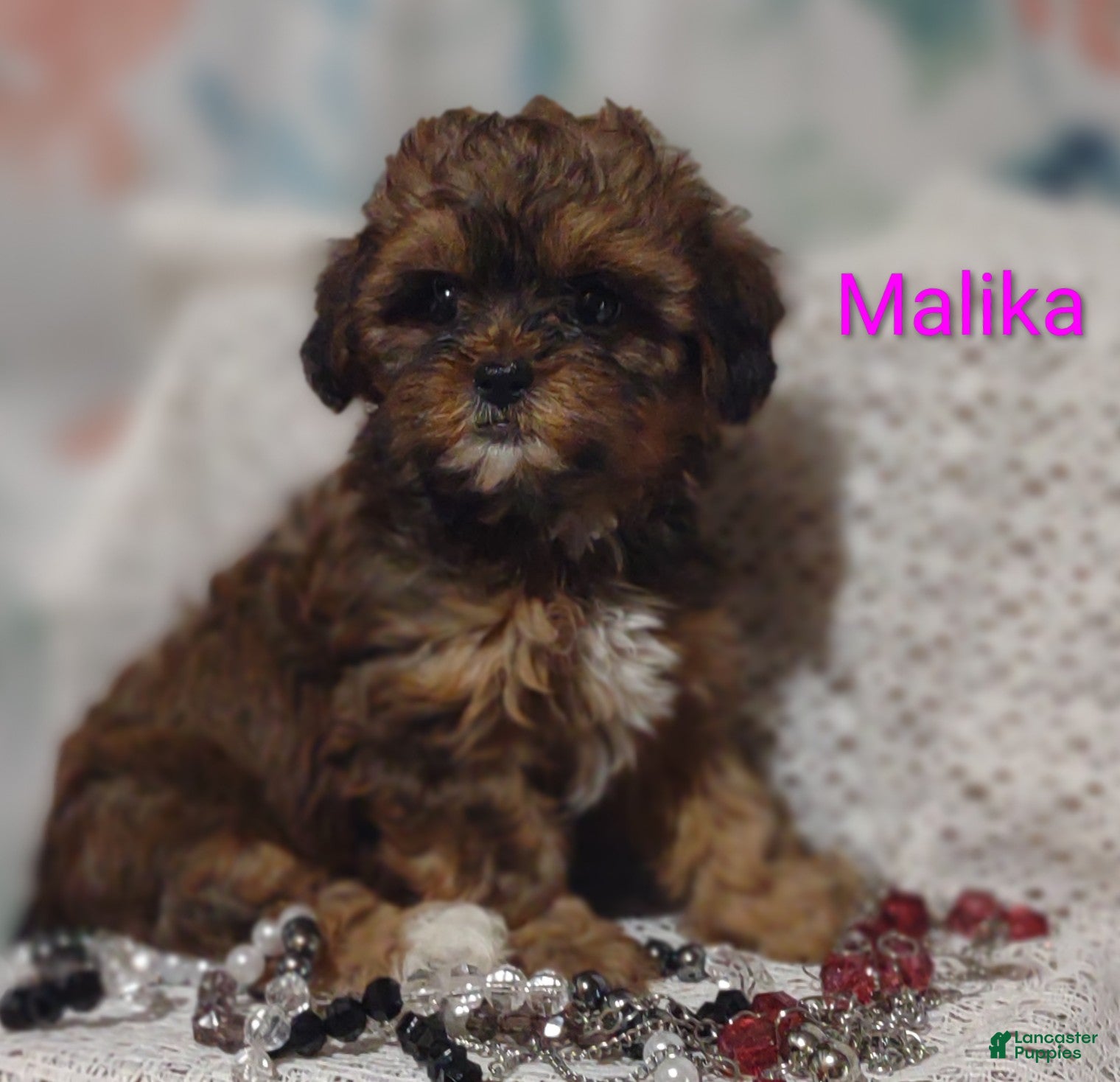 Shihpoo dogs Shihpoo Puppy 6 Malika  - Ad 1