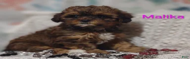 Shihpoo Puppy 6 Malika 