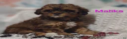 Shihpoo dogs for sale: Shihpoo Puppy 6 Malika  - Ad 1
